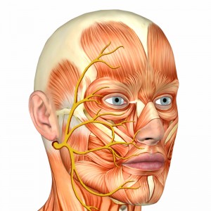 3-D image of the facial muscles